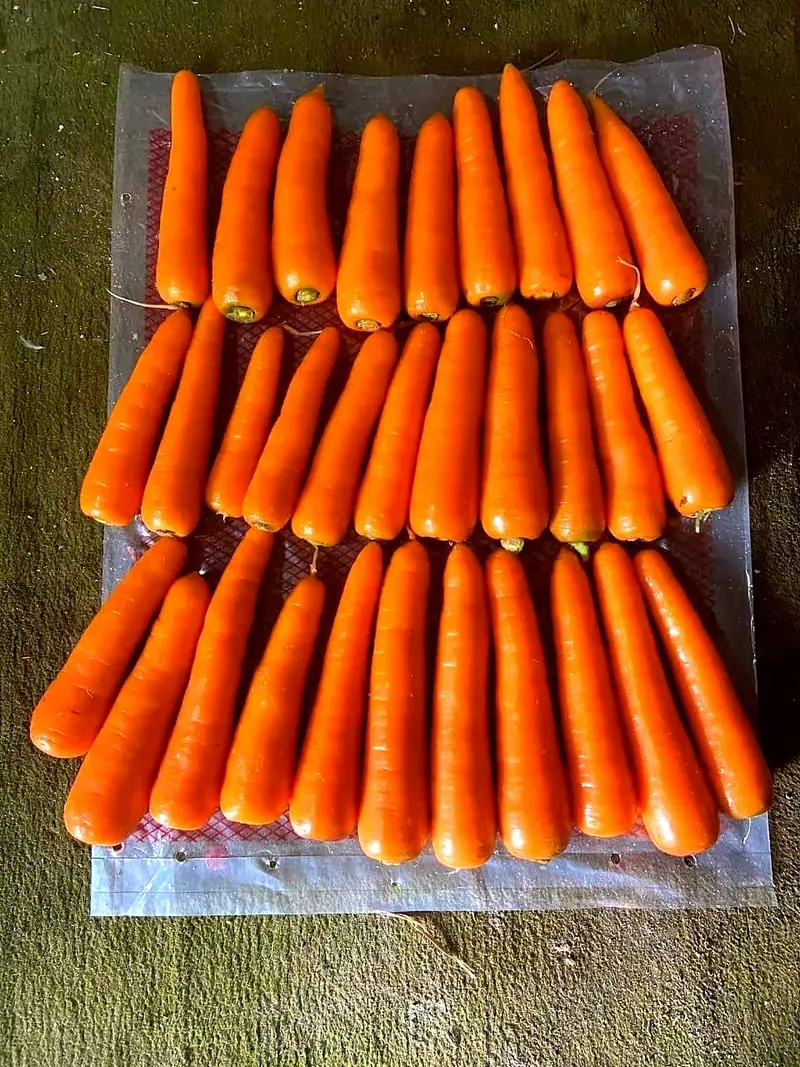 Egyptian carrots: sizes, retail bags and year-round supply