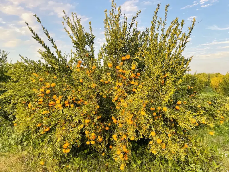 Egyptian produce seasonal calendar for importers