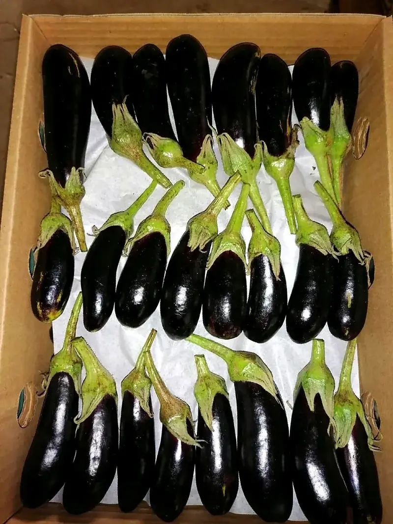 Concombres et aubergines d’Égypte : types, cartons et chargements mixtes