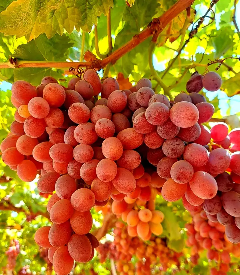 Egyptian table grapes: varieties from Early Sweet to Autumn Royal