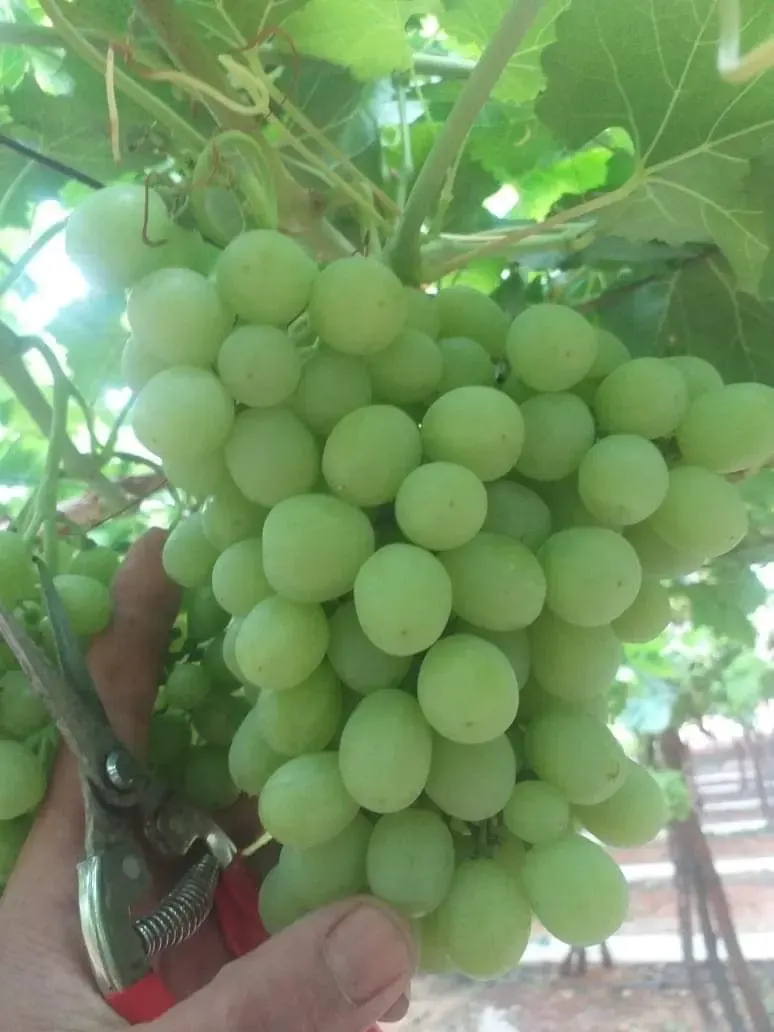 Table grapes