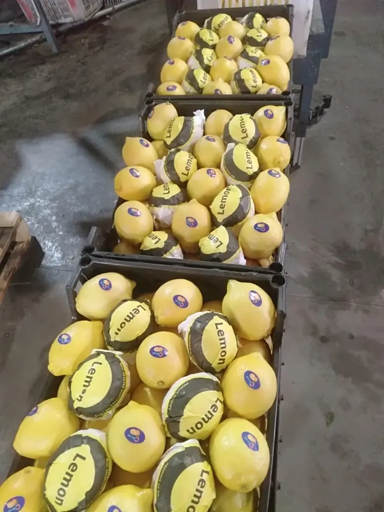 Lemons being inspected on the packing line