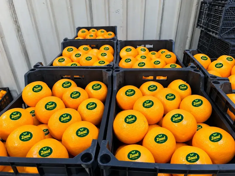 Mandarins