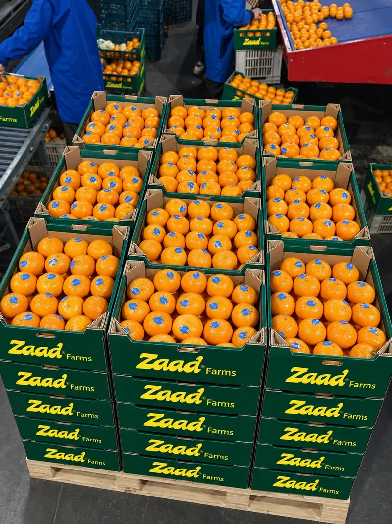 Mandarins packed in Zaad Farms cartons on the packing line