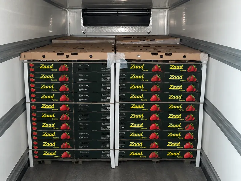 Strawberry pallets inside a reefer