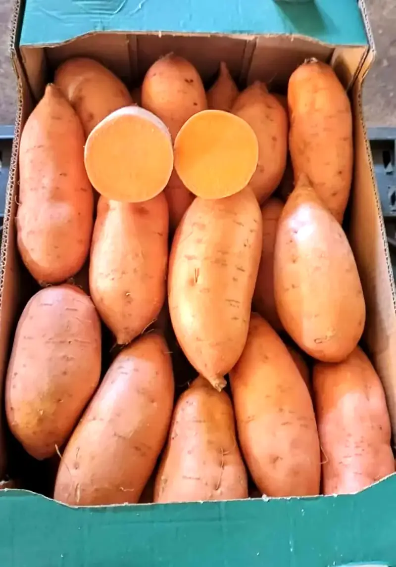 Egyptian sweet potatoes: Beauregard sizes, curing and warm shipping